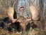 rut moose hunts alberta